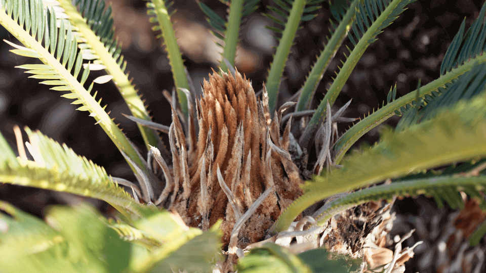 Cycas revoluta - 3 db mag - Image 5