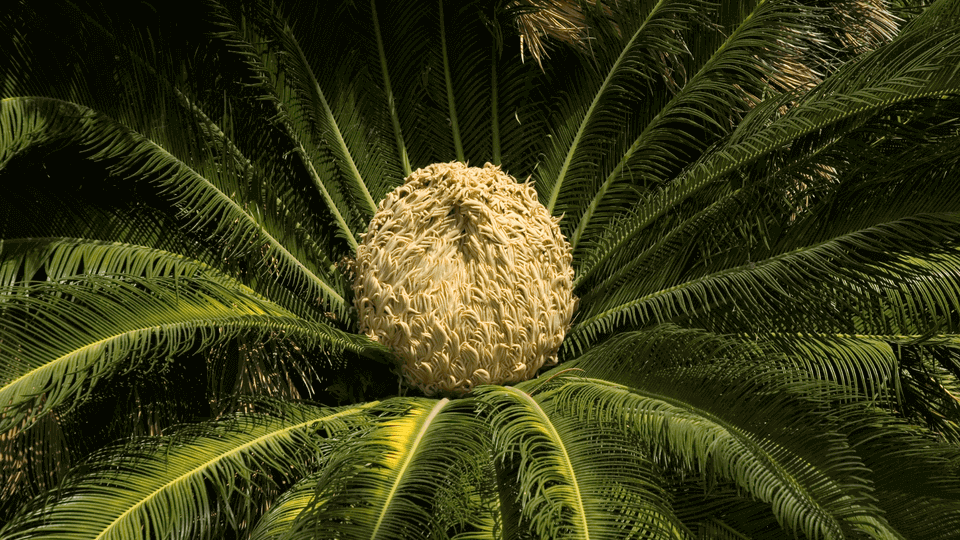 Cycas revoluta - 3 db mag - Image 4