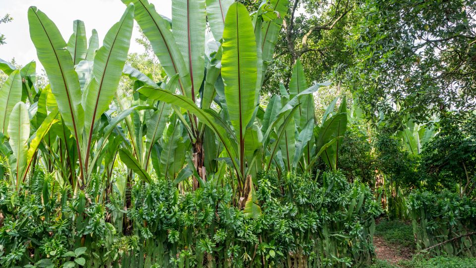 Ensete ventricosum-Abyssinian Banana2
