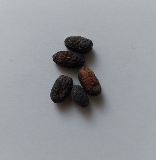 trachycarpus martianus nepal mag