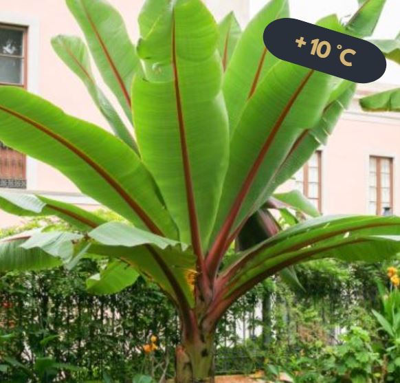 ensete ventricosum ht