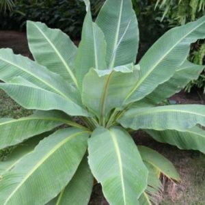 ensete lecongkietii